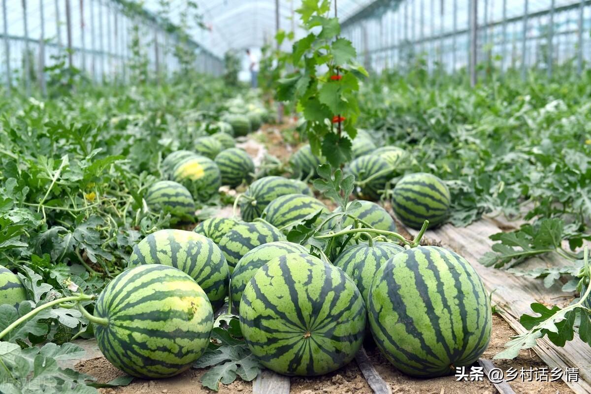 浇蔬菜肥料好用吗_浇蔬菜肥料好吗_蔬菜浇什么肥料更好