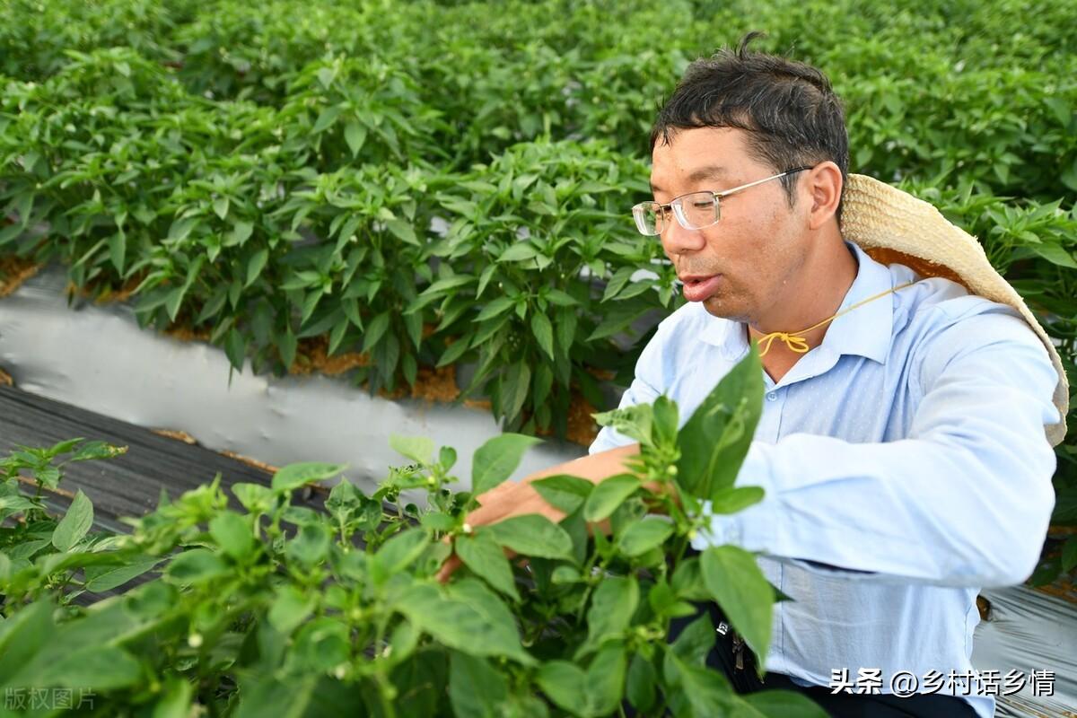 浇蔬菜肥料好吗_浇蔬菜肥料好用吗_蔬菜浇什么肥料更好