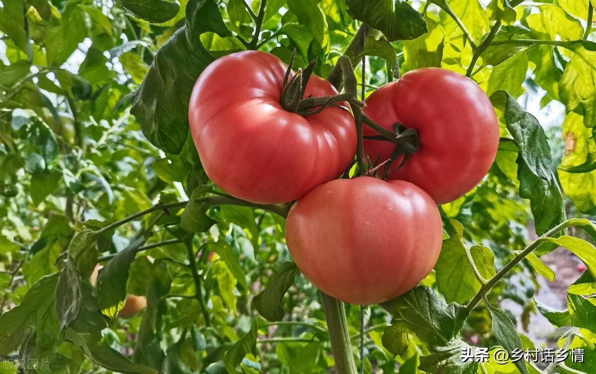 浇蔬菜肥料好吗_浇蔬菜肥料好用吗_蔬菜浇什么肥料更好