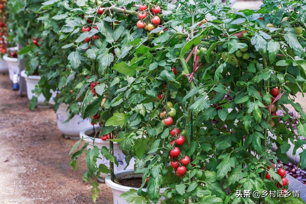 蔬菜浇什么肥料更好_浇蔬菜肥料好用吗_浇蔬菜肥料好吗