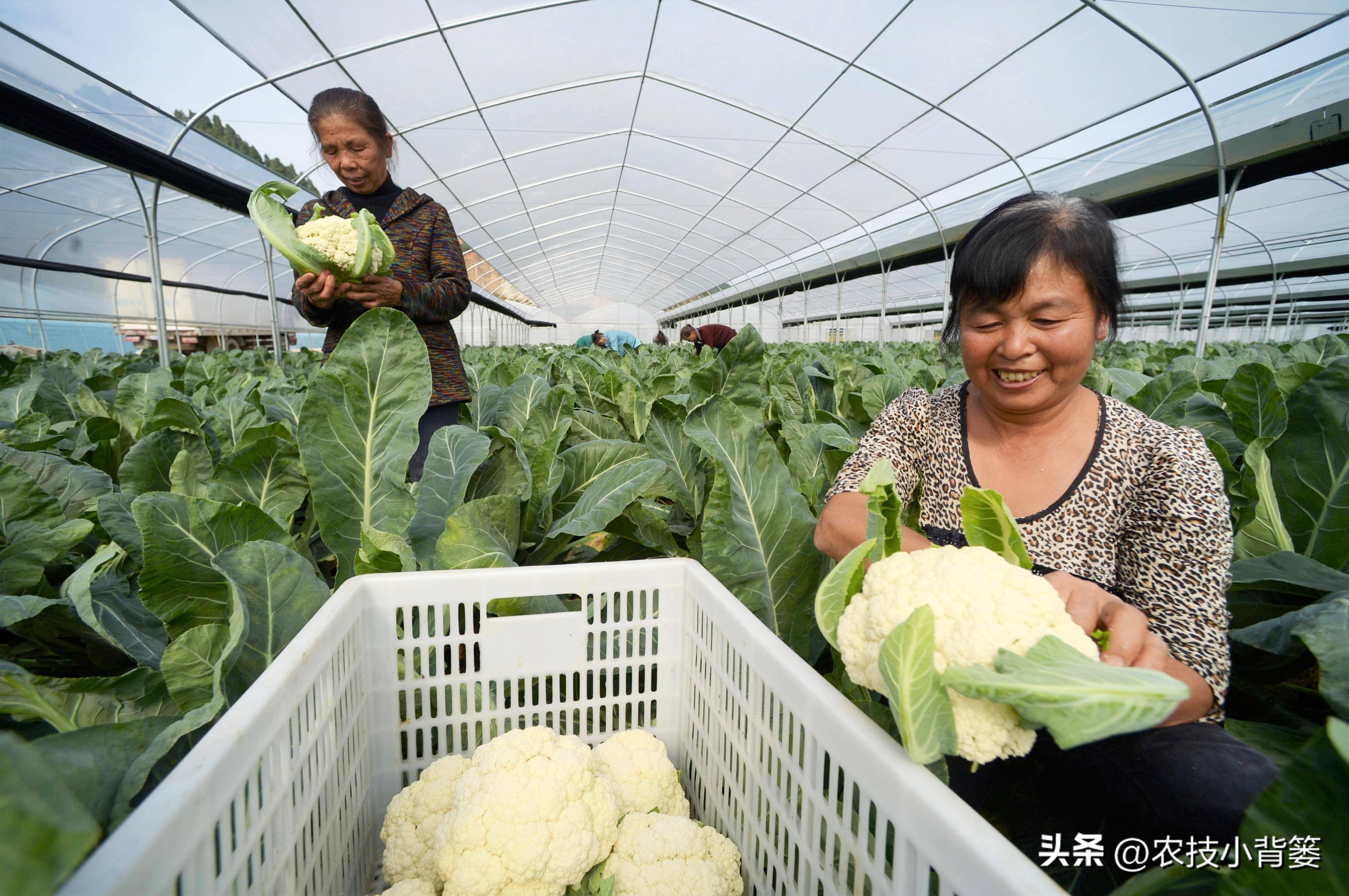 浇蔬菜肥料好用吗_蔬菜浇什么肥料更好_蔬菜肥料可以浇花吗