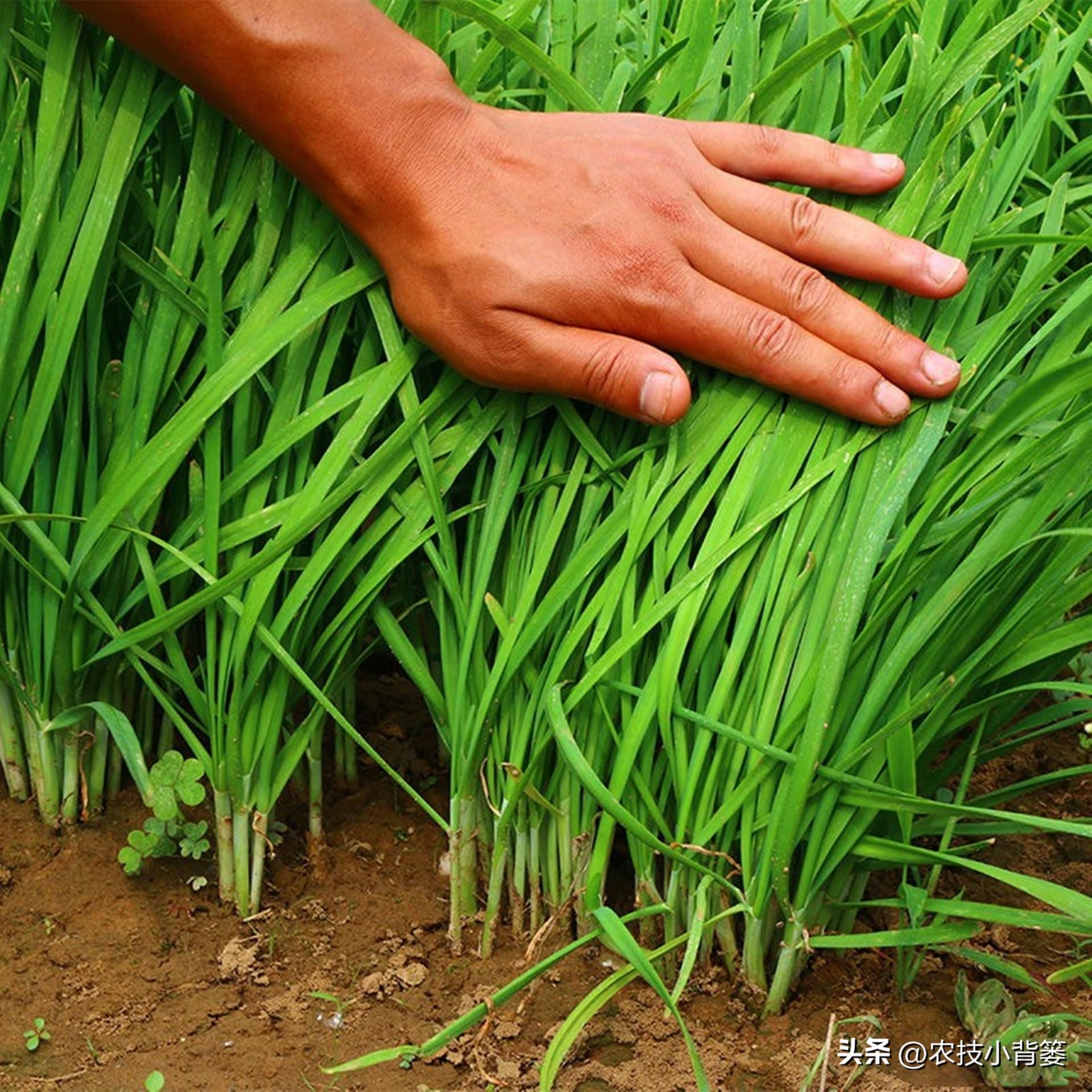 蔬菜浇什么肥料更好_浇蔬菜肥料好用吗_蔬菜肥料可以浇花吗