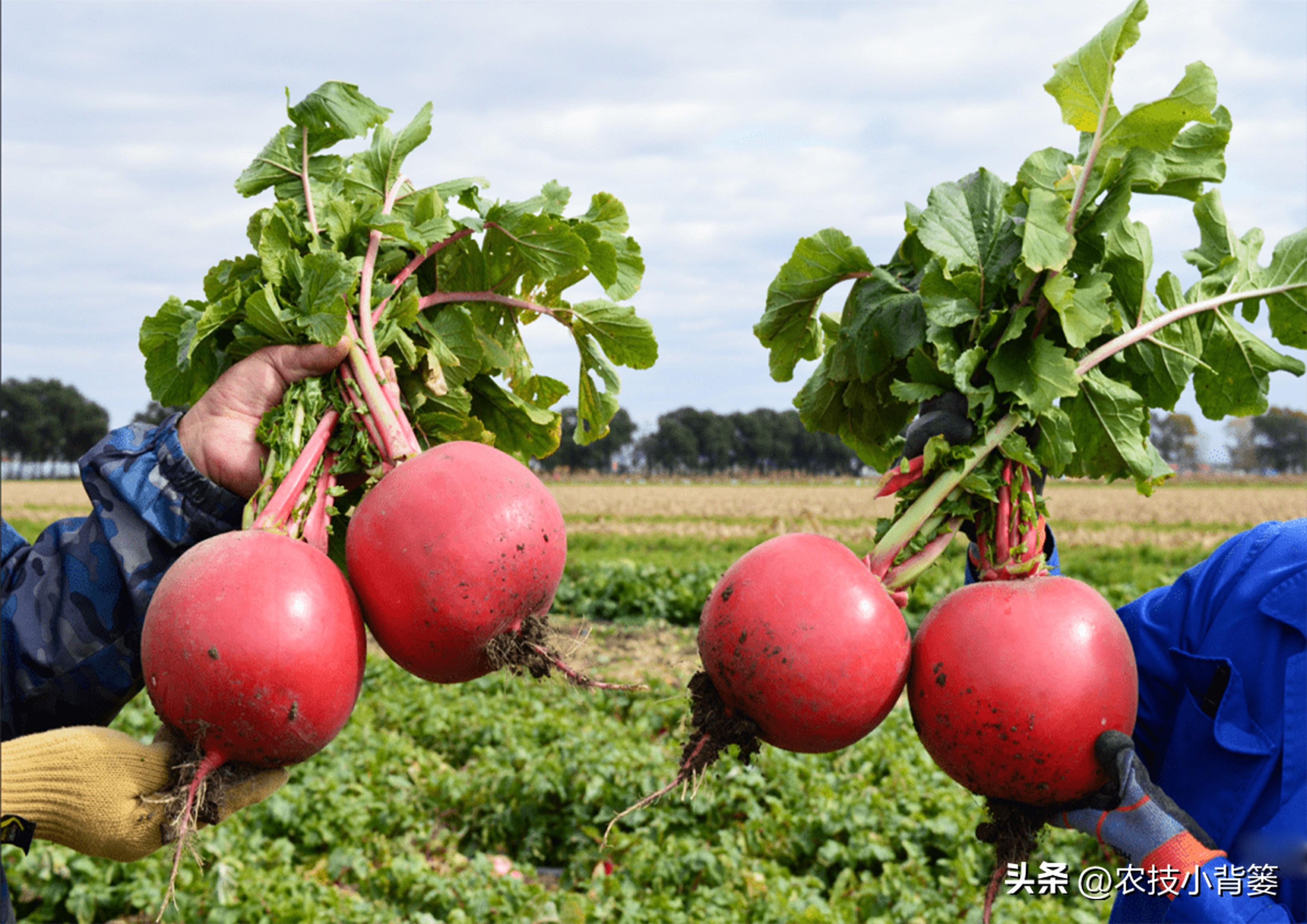 蔬菜肥料可以浇花吗_浇蔬菜肥料好用吗_蔬菜浇什么肥料更好