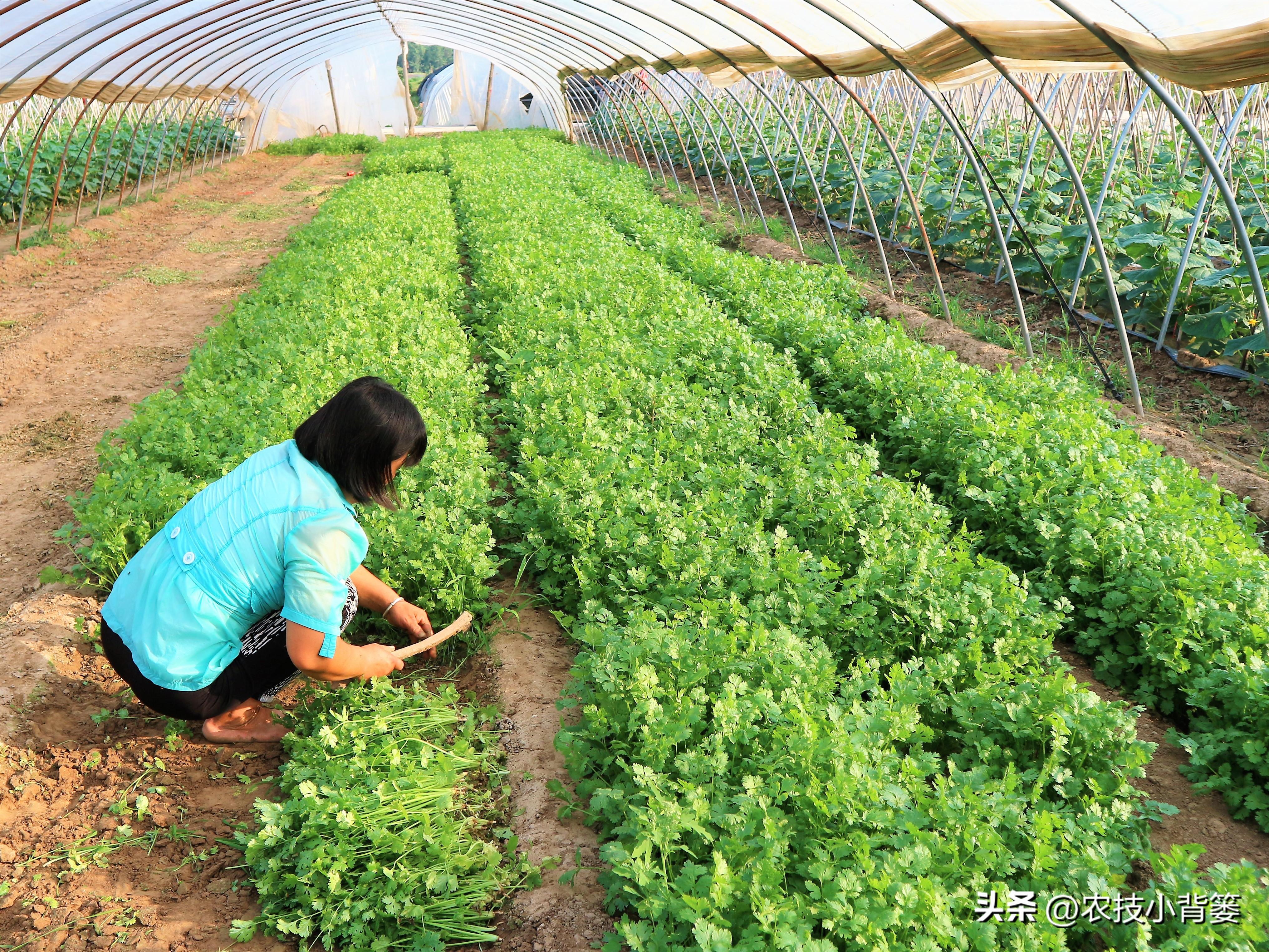 蔬菜浇什么肥料更好_浇蔬菜肥料好用吗_蔬菜肥料可以浇花吗