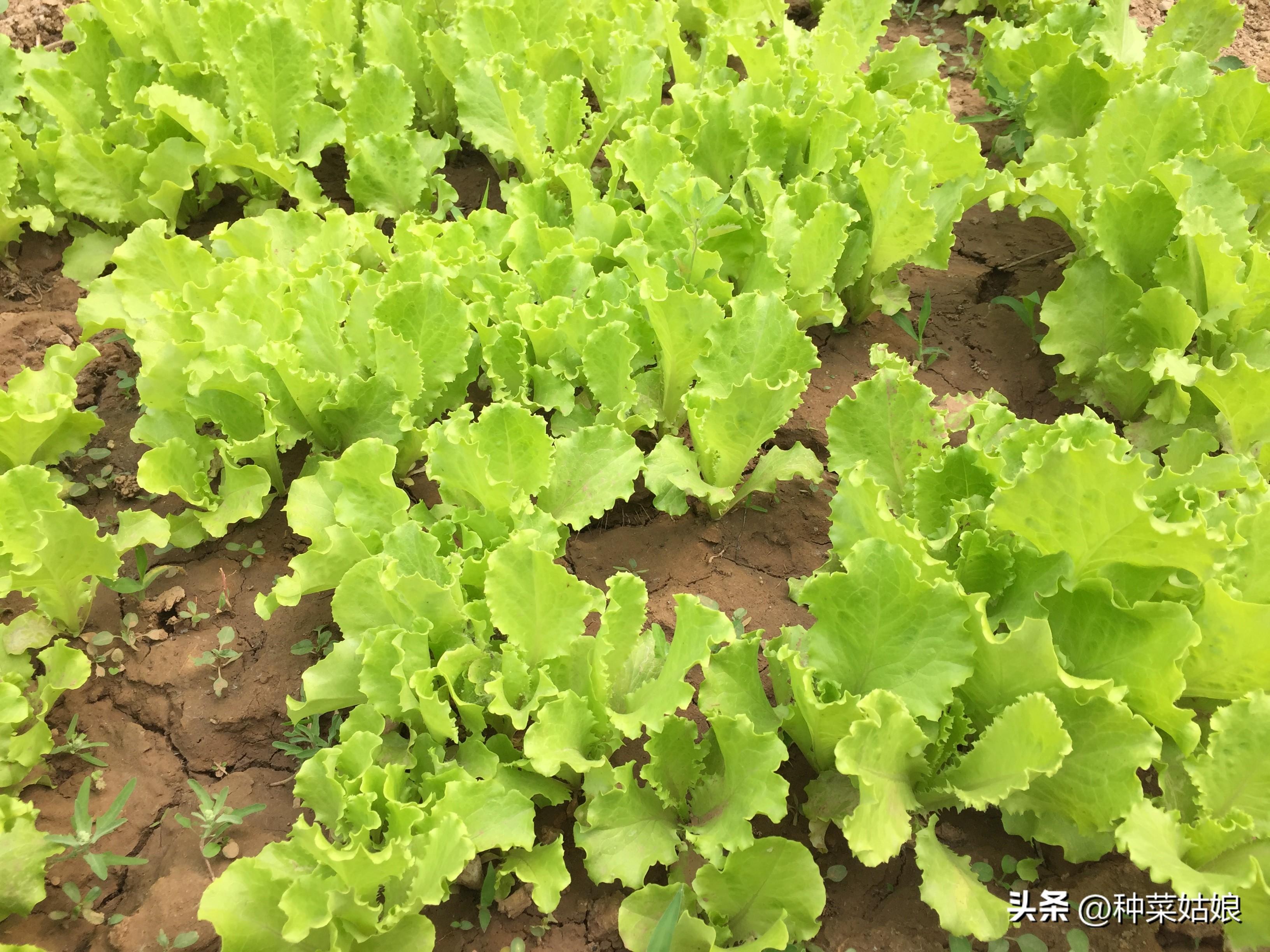 浇蔬菜肥料好不好_蔬菜用肥料_蔬菜浇什么肥料更好