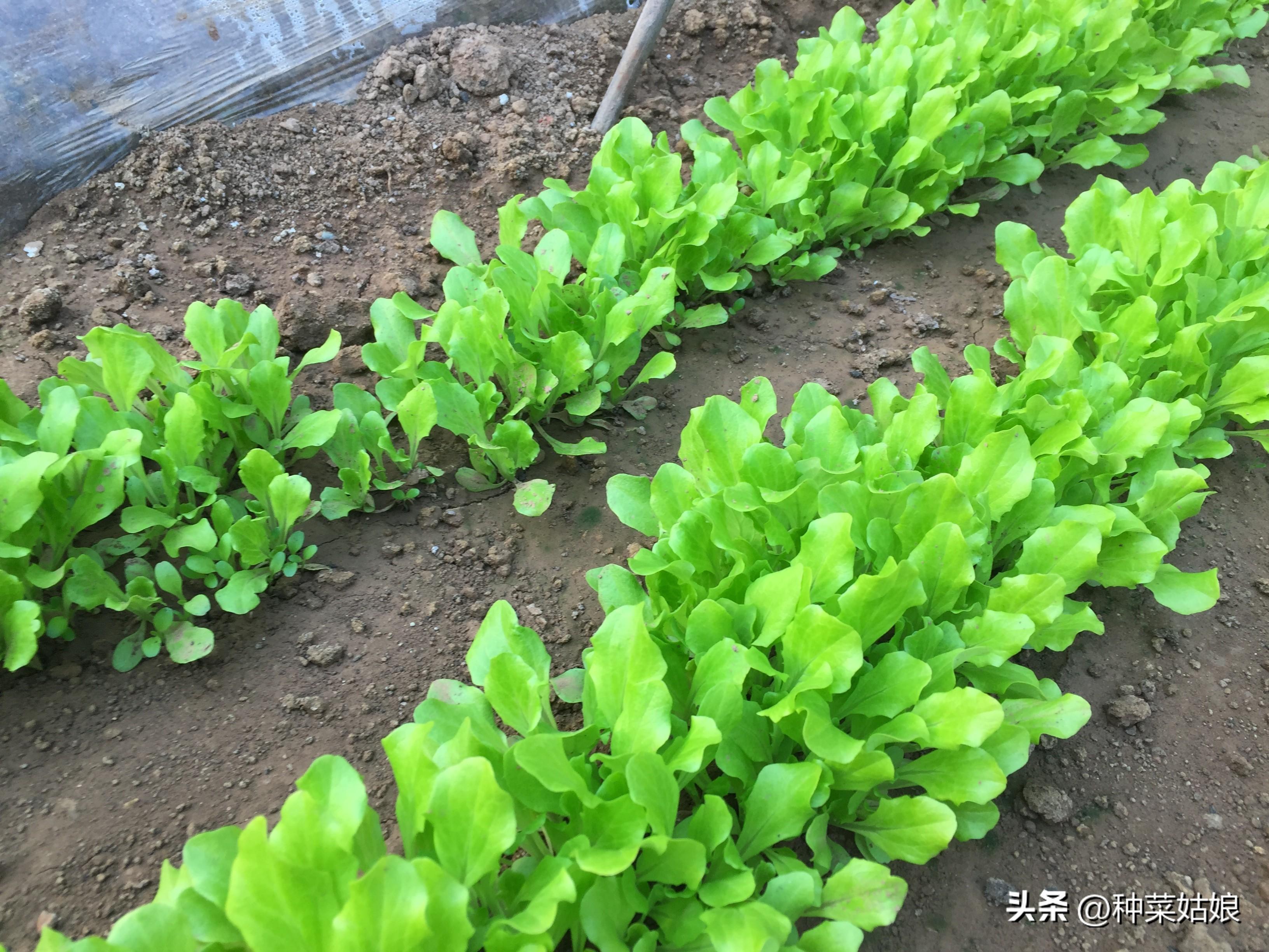 蔬菜用肥料_浇蔬菜肥料好不好_蔬菜浇什么肥料更好