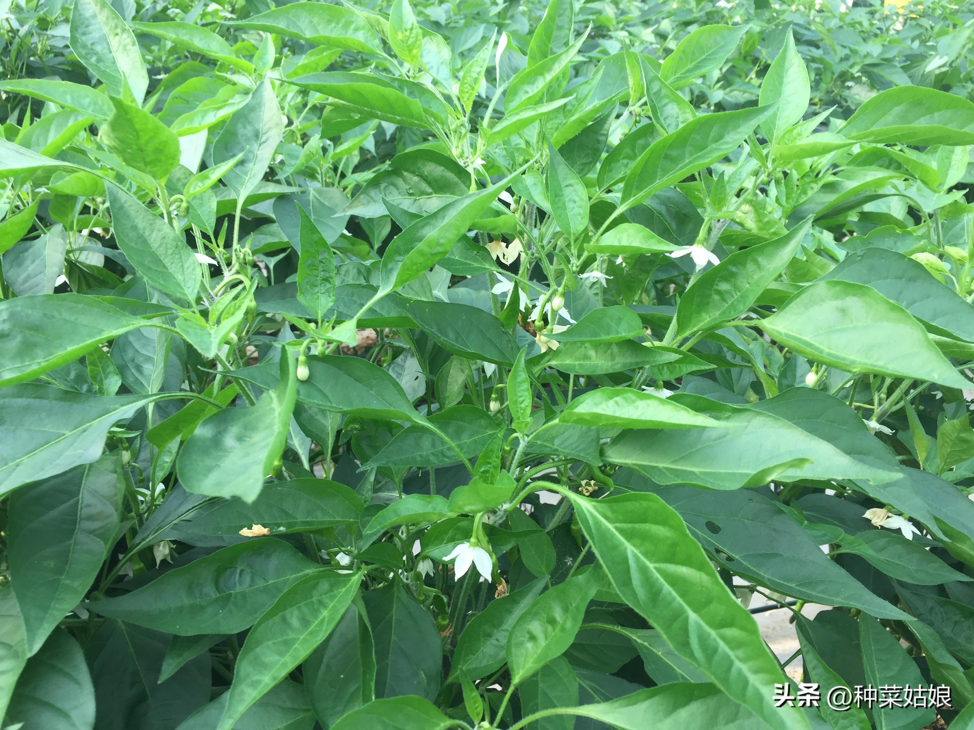 浇蔬菜肥料好不好_蔬菜用肥料_蔬菜浇什么肥料更好