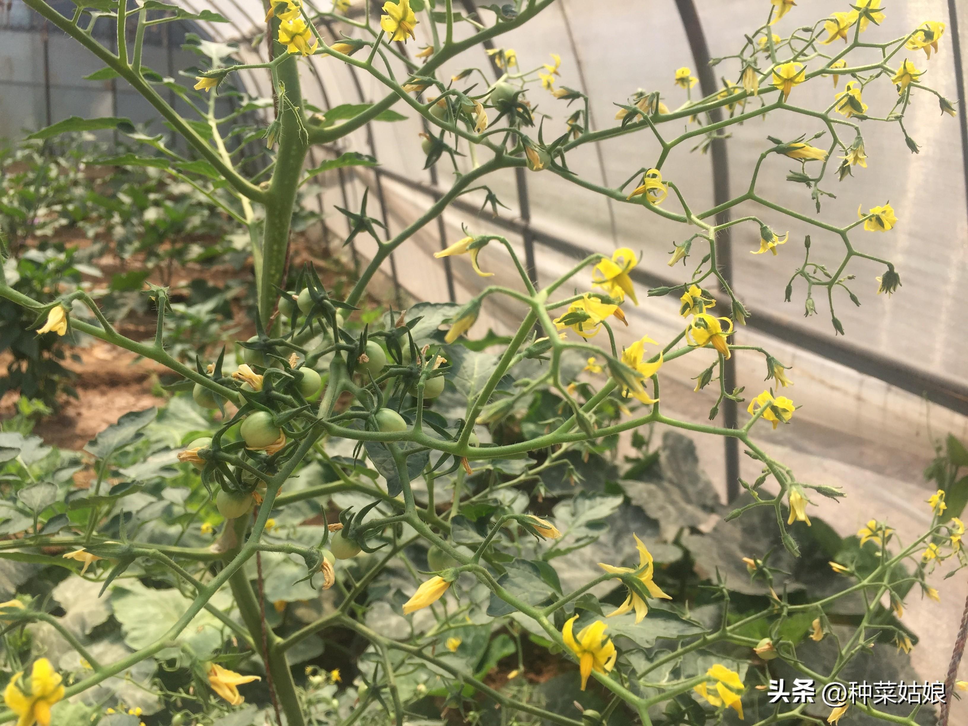 蔬菜用肥料_蔬菜浇什么肥料更好_浇蔬菜肥料好不好