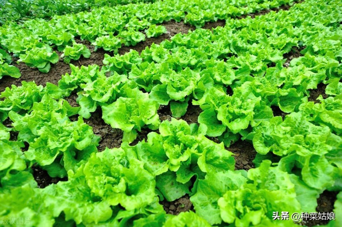 蔬菜浇什么肥料更好_浇蔬菜肥料好吗_蔬菜肥料可以浇花吗