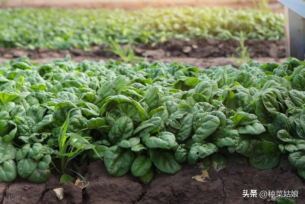 蔬菜浇什么肥料更好_浇蔬菜肥料好吗_蔬菜肥料可以浇花吗