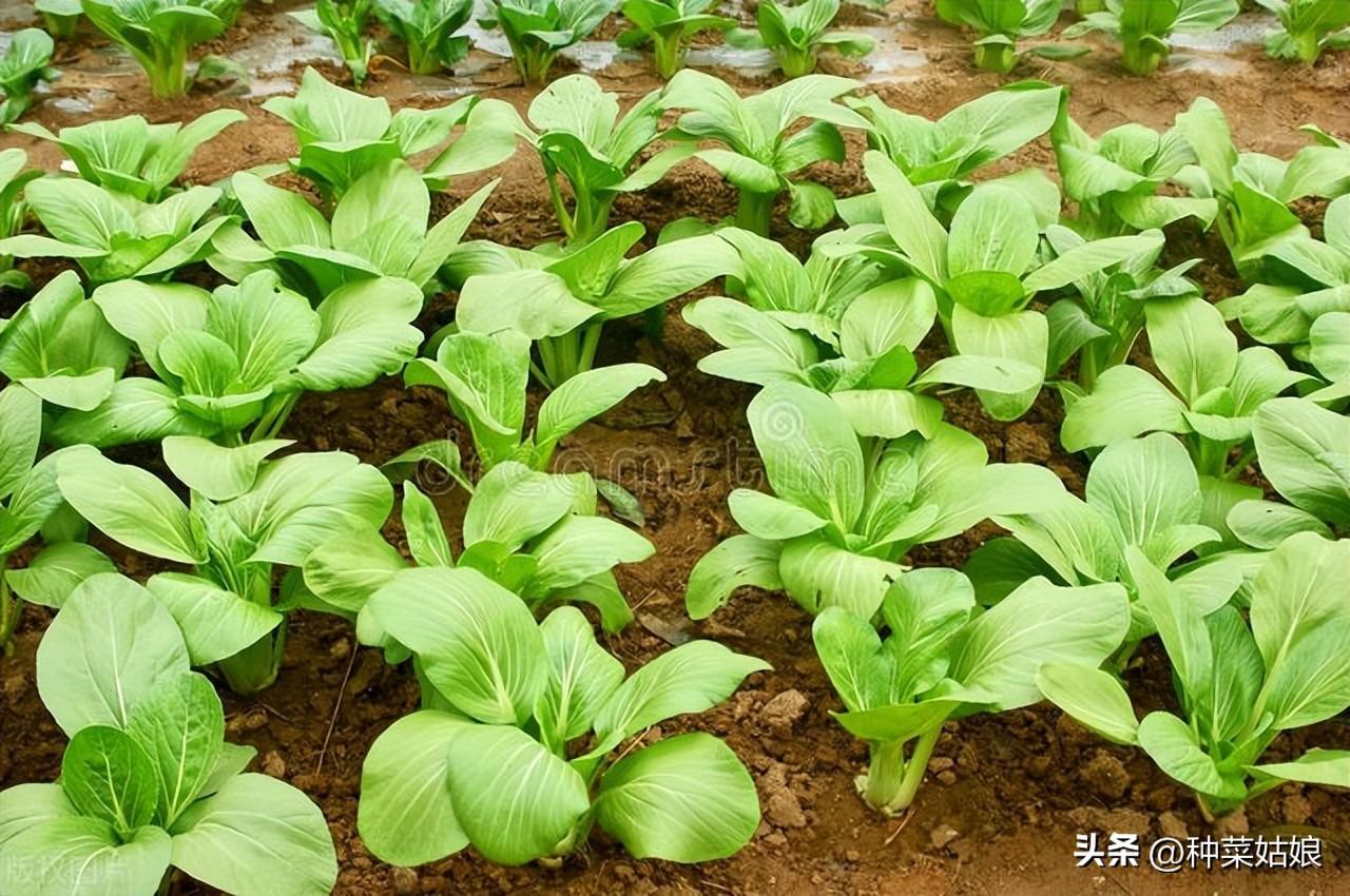 蔬菜肥料可以浇花吗_蔬菜浇什么肥料更好_浇蔬菜肥料好吗