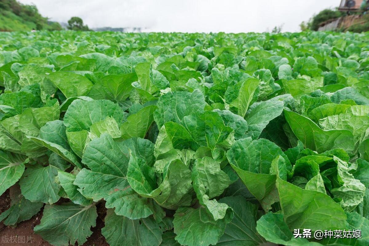 浇蔬菜肥料好吗_蔬菜浇什么肥料更好_蔬菜肥料可以浇花吗