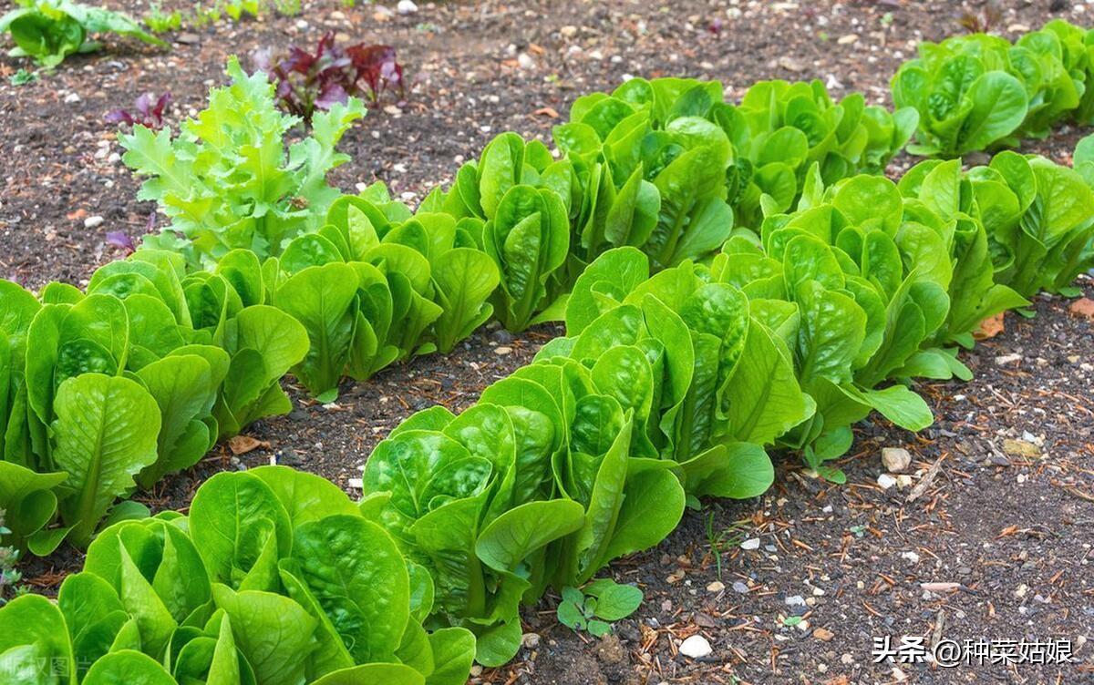 浇蔬菜肥料好吗_蔬菜浇什么肥料更好_蔬菜肥料可以浇花吗