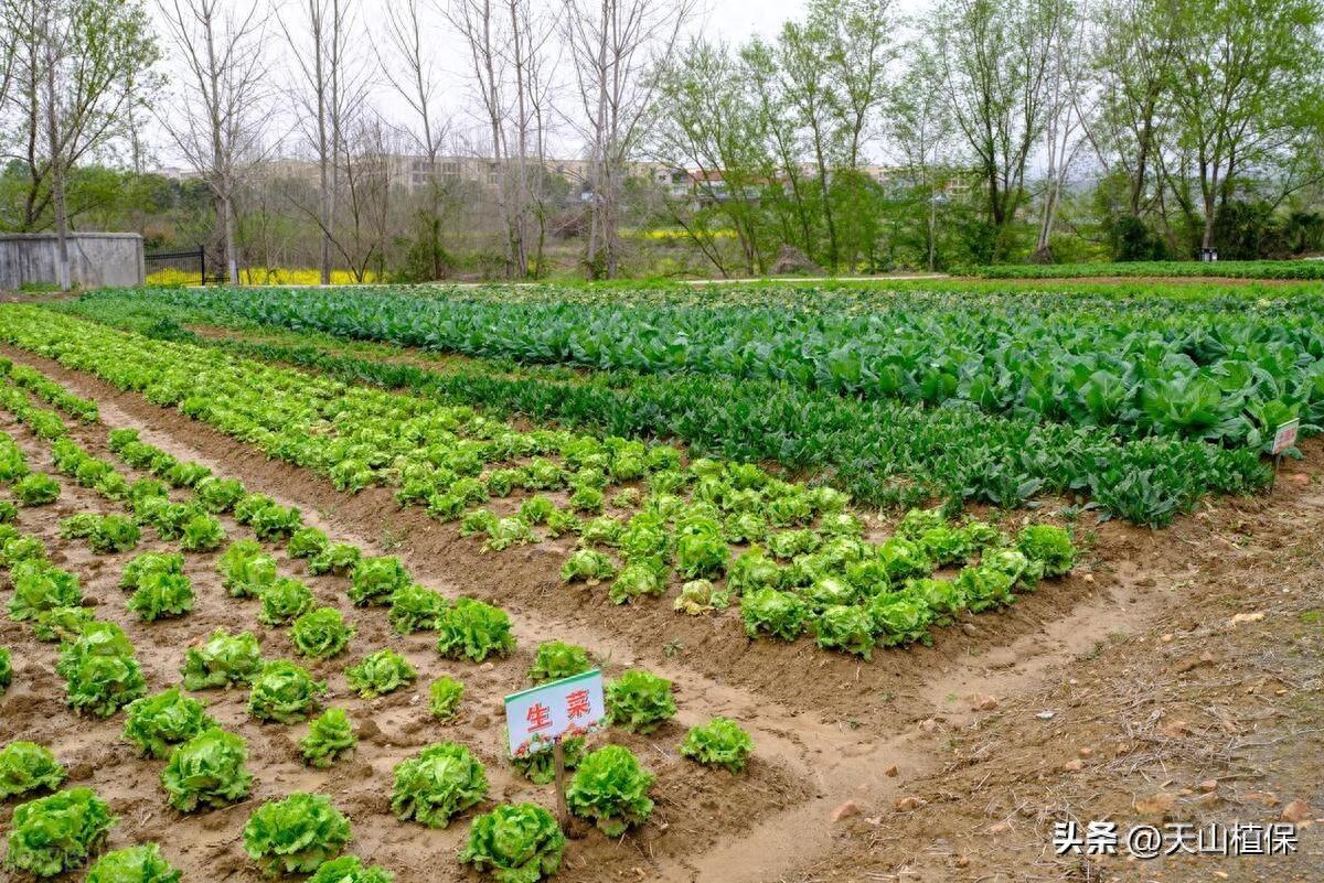 蔬菜浇什么肥料更好_蔬菜用肥料_蔬菜肥料可以浇花吗