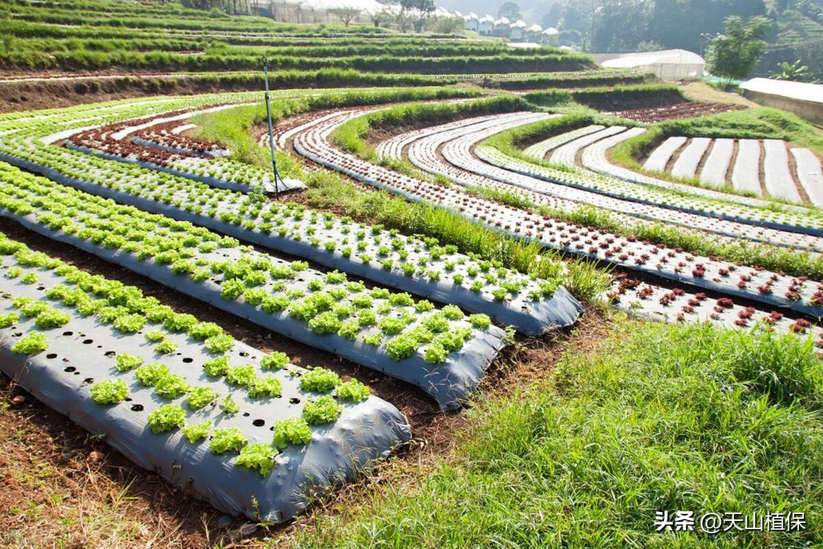 蔬菜肥料可以浇花吗_蔬菜用肥料_蔬菜浇什么肥料更好