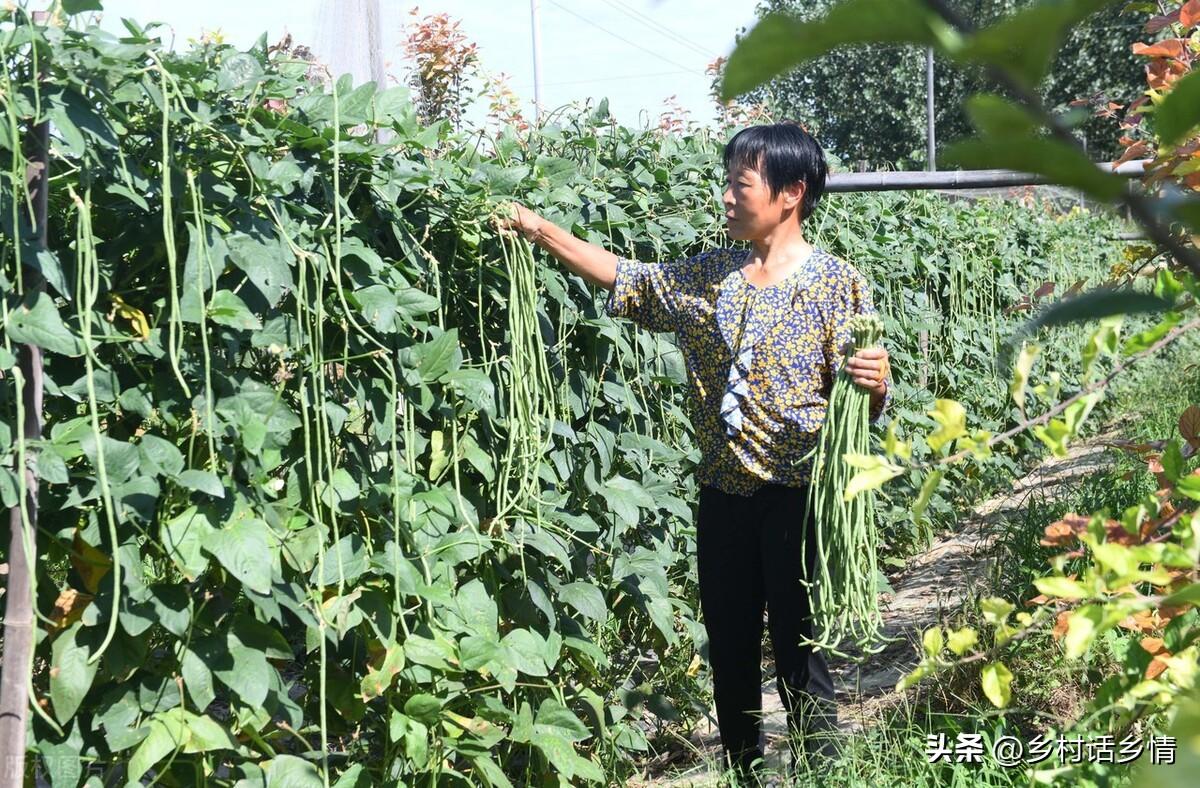 浇蔬菜肥料好不好_蔬菜用肥料_蔬菜浇什么肥料更好