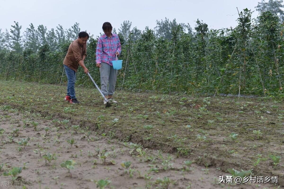 蔬菜用肥料_浇蔬菜肥料好不好_蔬菜浇什么肥料更好