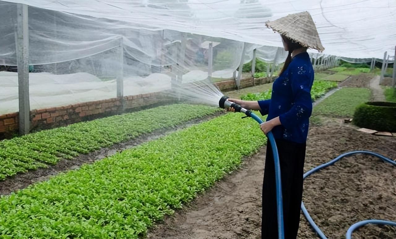 蔬菜浇什么肥料更好_浇蔬菜肥料好不好_蔬菜用肥料