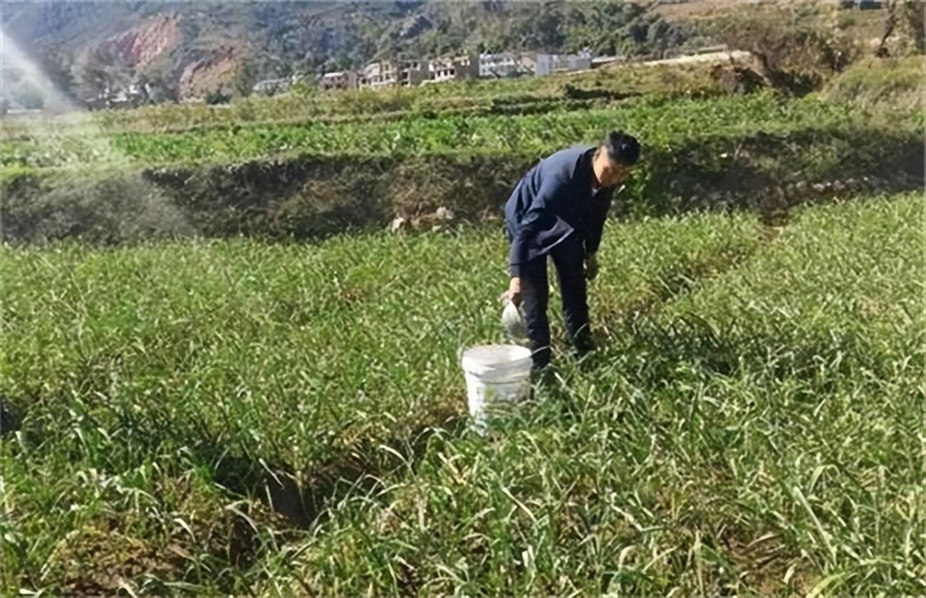 蔬菜浇什么肥料更好_浇蔬菜肥料好不好_蔬菜用肥料