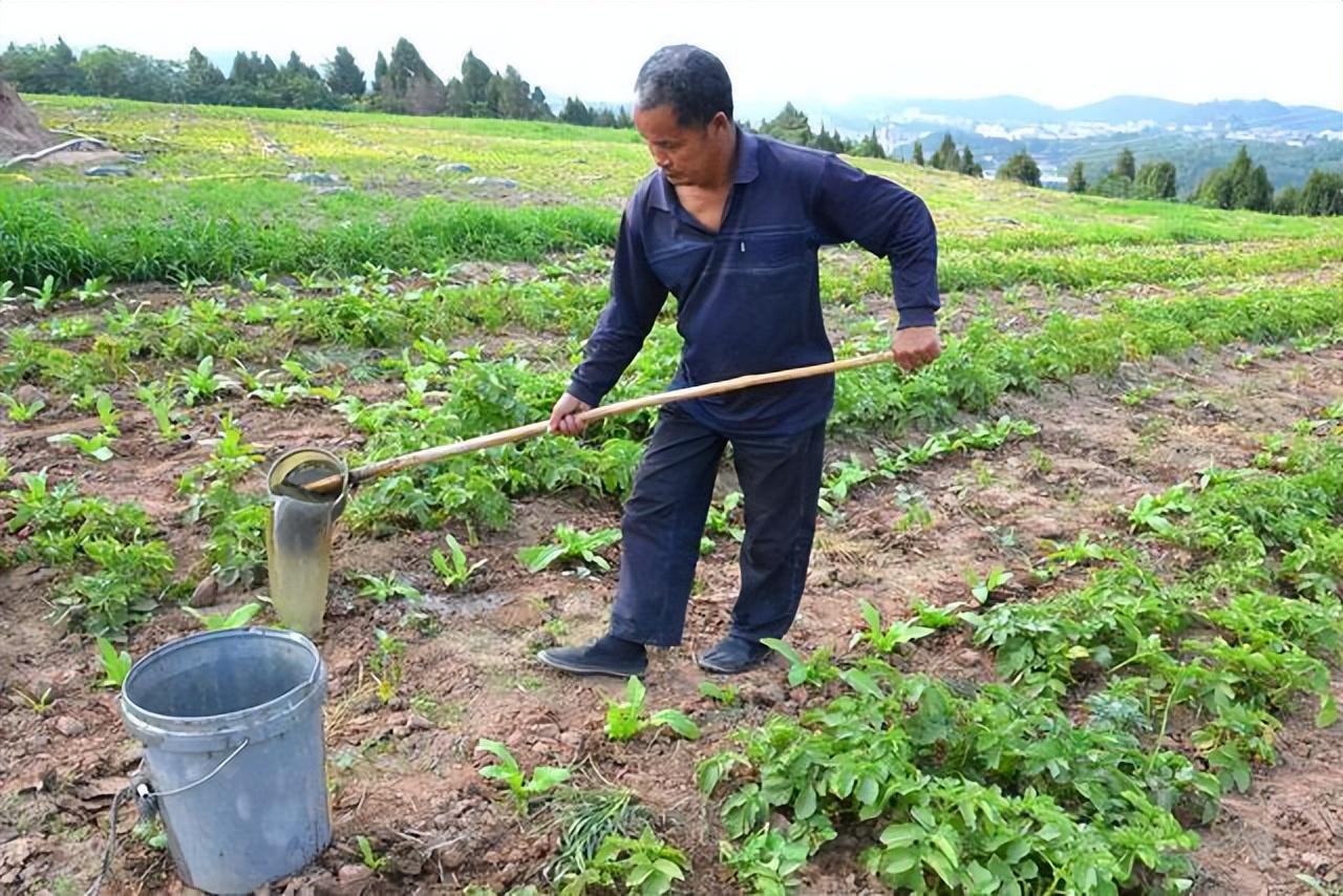 浇蔬菜肥料好不好_蔬菜浇什么肥料更好_蔬菜用肥料