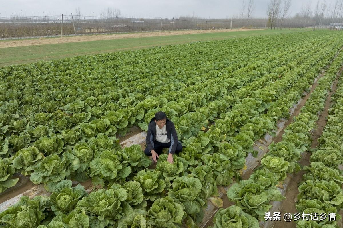 浇蔬菜肥料好不好_蔬菜浇什么肥料更好_蔬菜用肥料