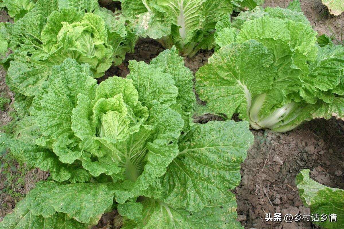 蔬菜浇什么肥料更好_蔬菜用肥料_浇蔬菜肥料好不好