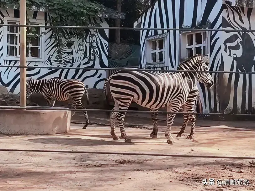 温州旅游必去景点_温州旅游攻略必去景点_温州景点推荐