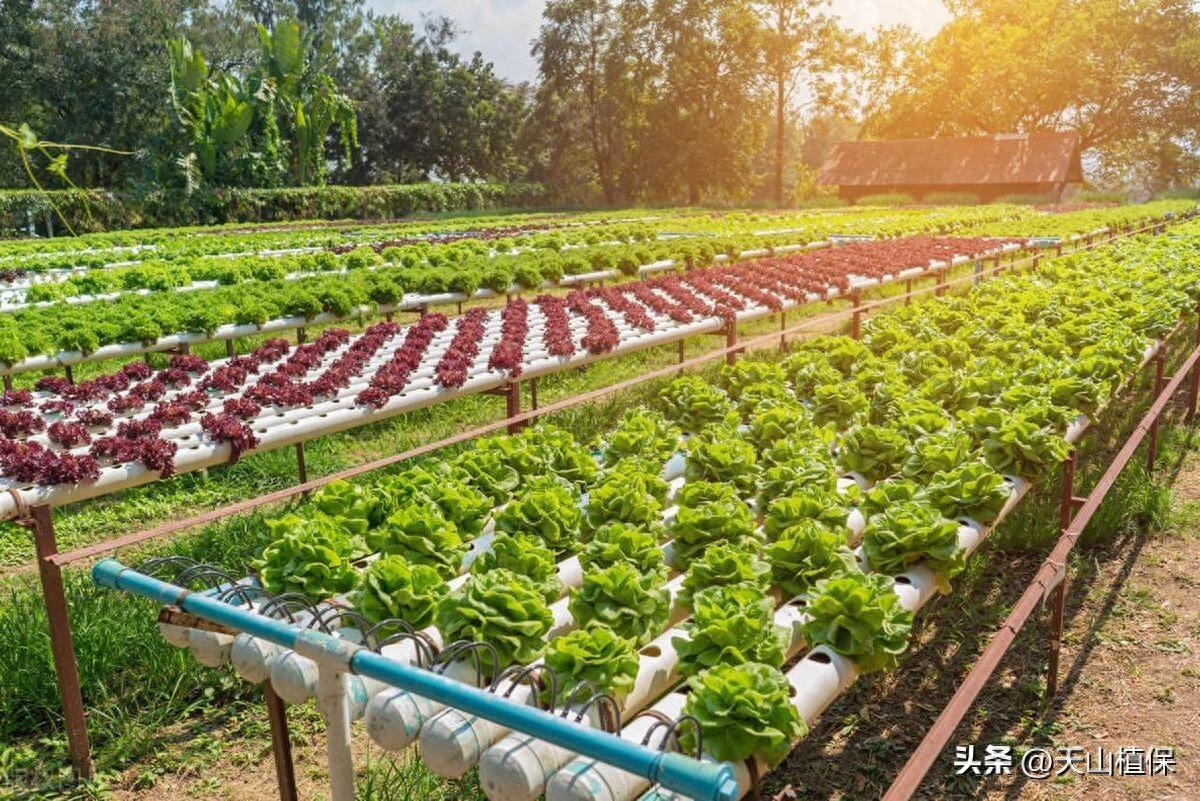 蔬菜用肥料_浇蔬菜肥料好不好_蔬菜浇什么肥料更好