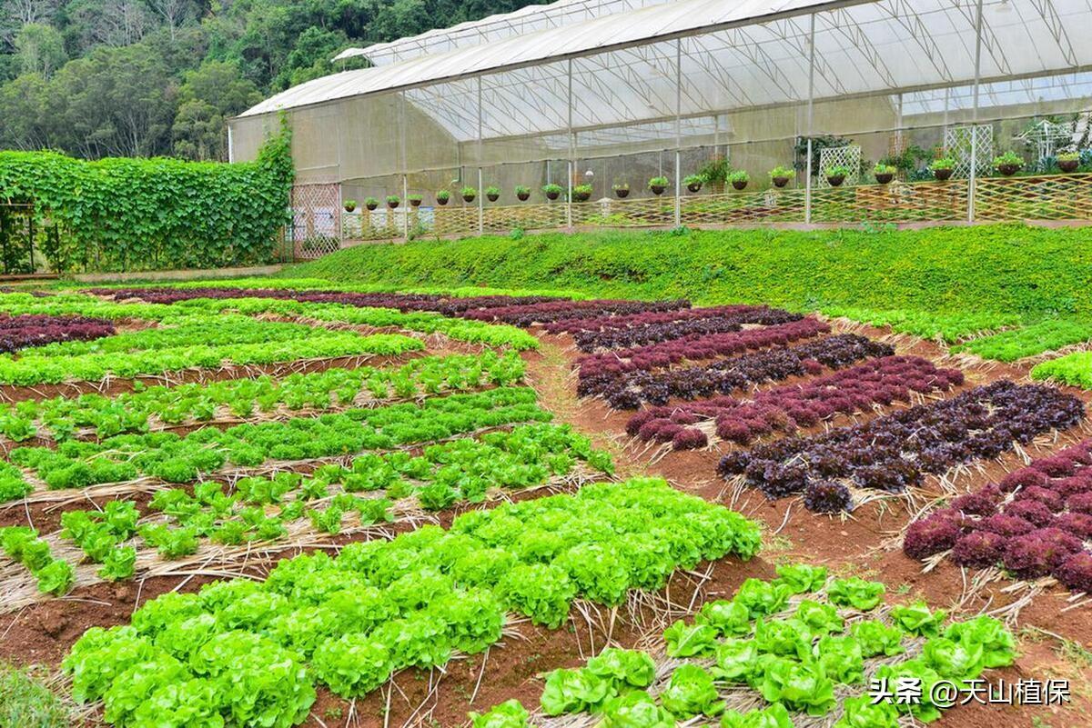 蔬菜浇什么肥料更好_蔬菜用肥料_浇蔬菜肥料好不好