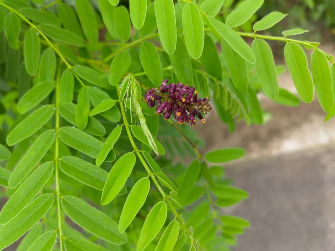 紫色花的图片_紫色的花_紫色花有哪些花种