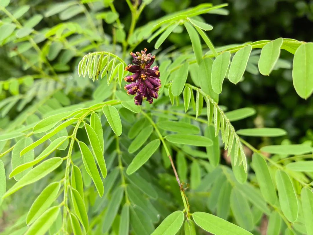 紫色的花_紫色花有哪些花种_紫色花的图片