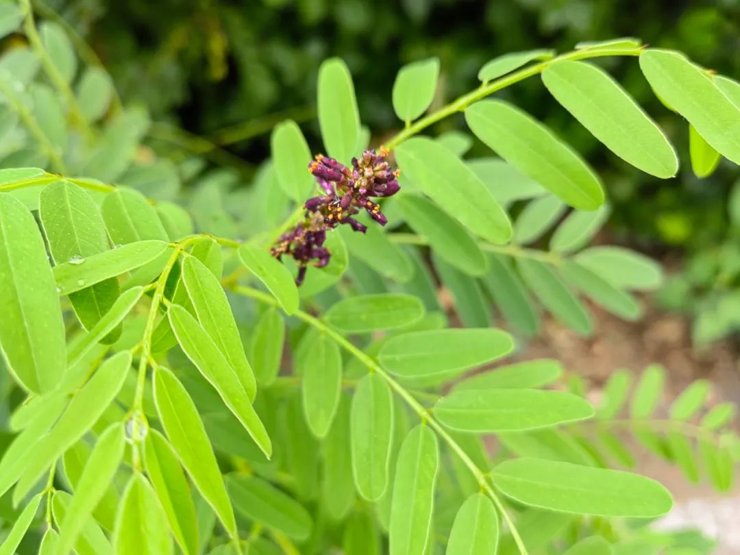 紫色的花_紫色花有哪些花种_紫色花的图片