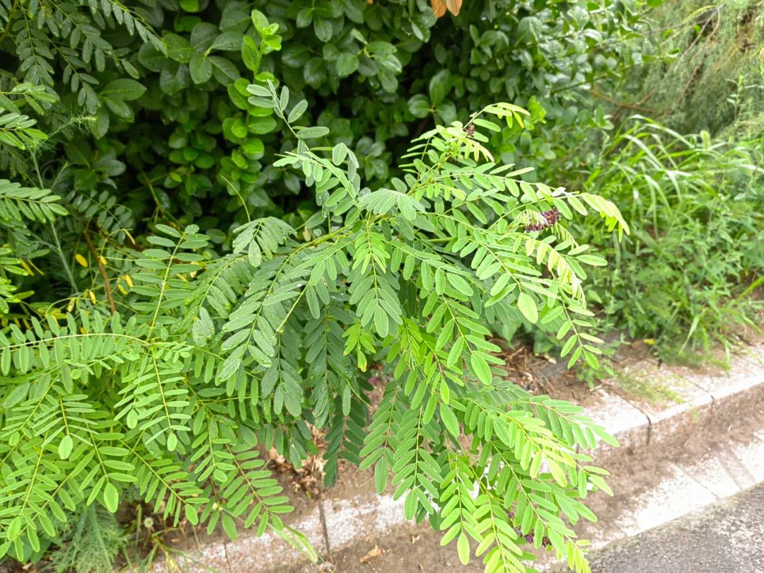 紫色花的图片_紫色花有哪些花种_紫色的花