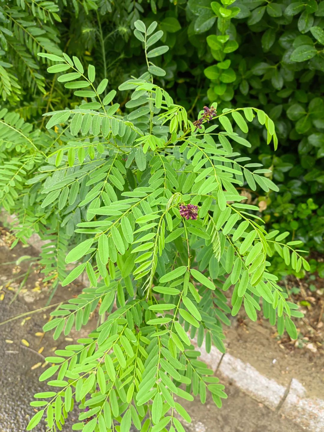 紫色花的图片_紫色的花_紫色花有哪些花种