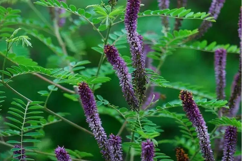 紫色花的图片_紫色的花_紫色花有哪些花种