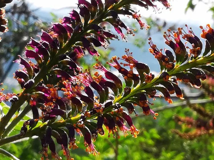 紫色花的图片_紫色的花_紫色花有哪些花种