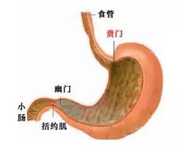 水懒和水獭怎么念_水獭念法_水濑水獭读音