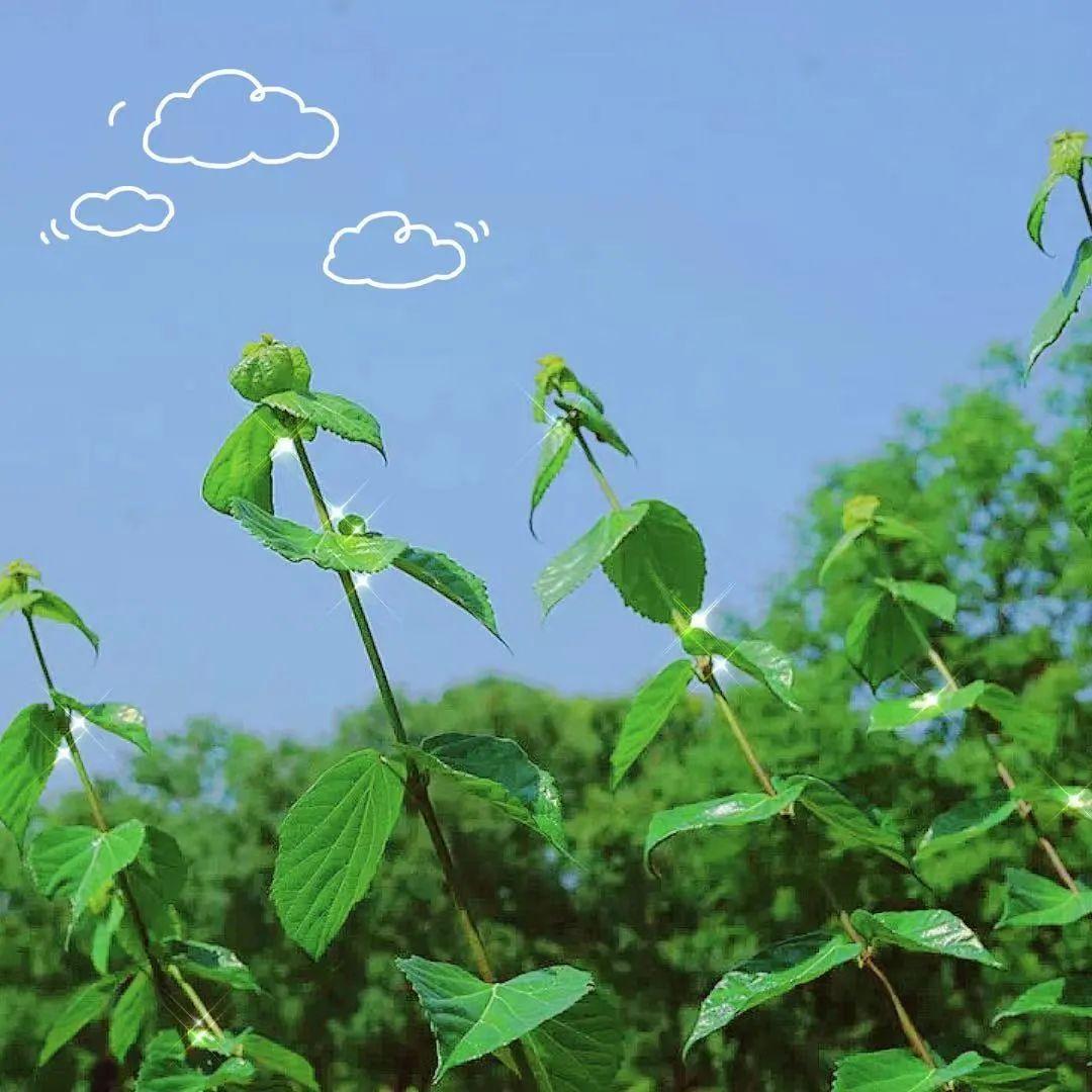 观音豆腐叶子怎么长久保存_观音豆腐叶子是什么树_做观音豆腐的树叶学名叫什么