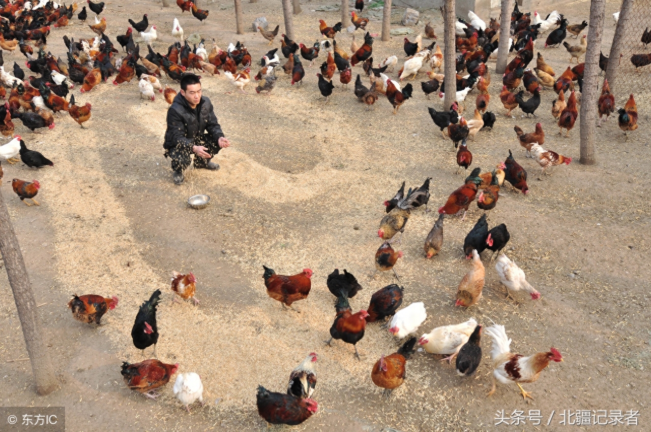 老兵退伍返乡养柴鸡有绝招，喂食大蒜，集体跑操，年收入50多万元