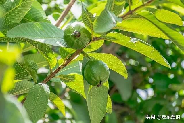 香蕉你个芭乐_芭乐果_果芭乐的功效与作用