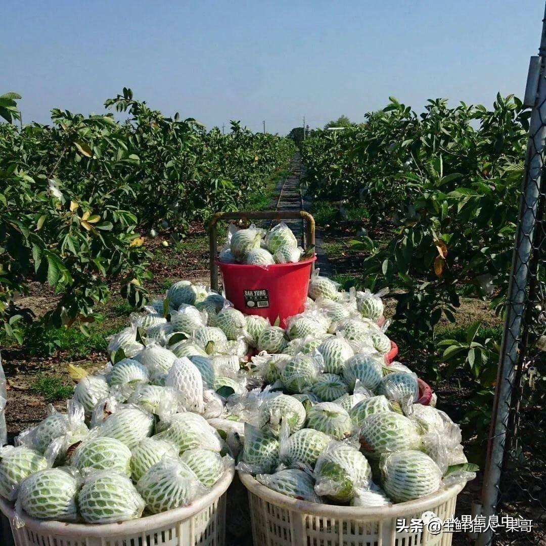 芭乐果_芭乐图片_芭乐