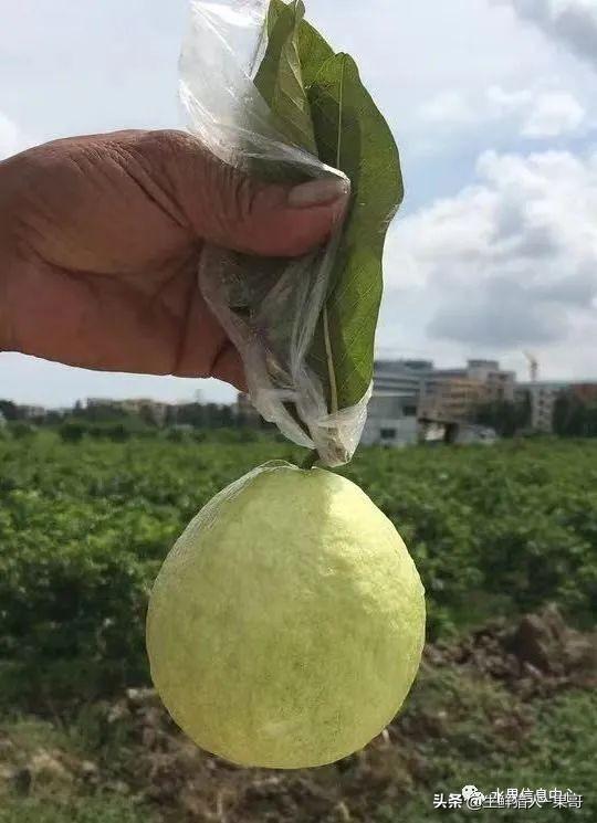 芭乐图片_芭乐果_芭乐