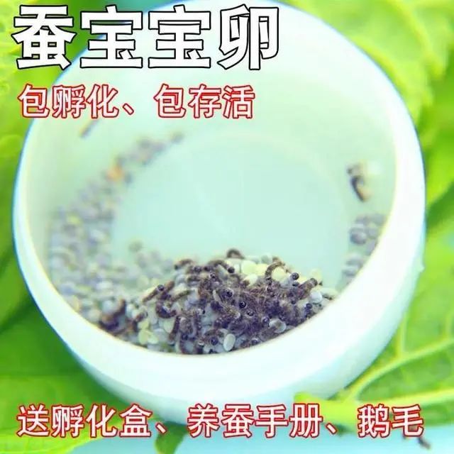 孵化蚕卵需要几天_孵化蚕卵最简单的方法_蚕卵怎么孵化