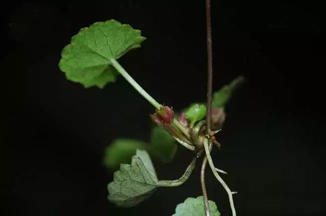 雷根公的药效_雷公根_雷根公图片