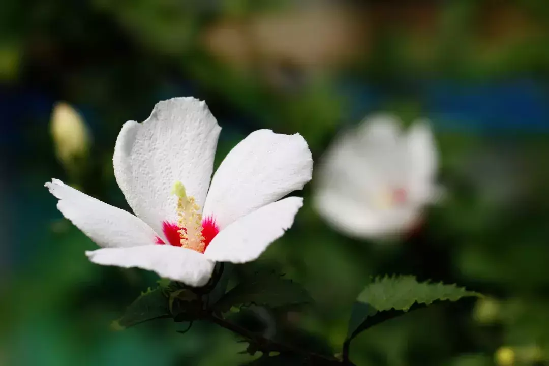 英国国花是什么花_英国国花是哪种玫瑰_英国国花