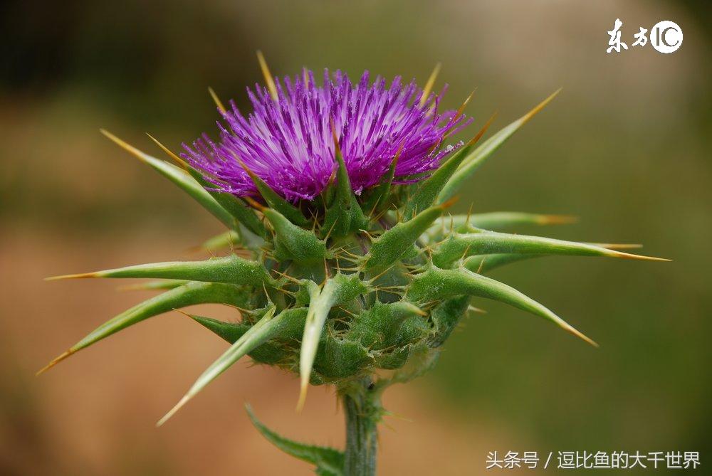 英国国花_英国国花是哪种玫瑰_英国国花图片