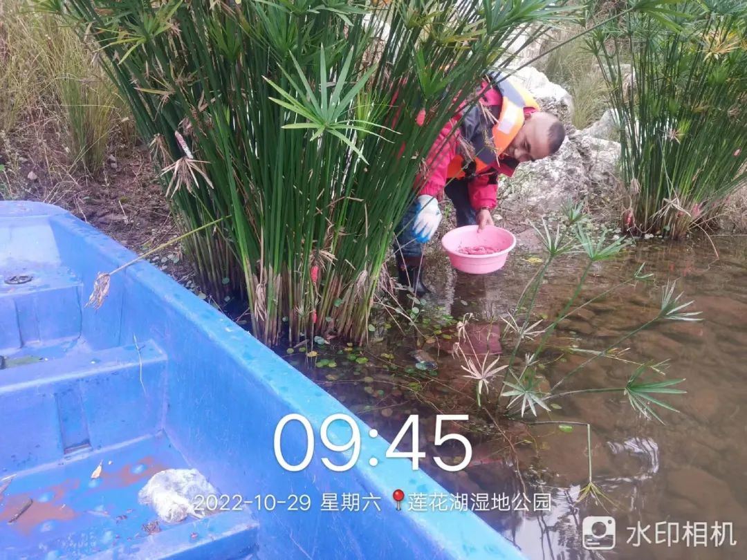 苹果螺繁殖太快_苹果螺繁殖快_苹果螺怎么繁殖