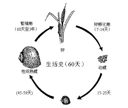 苹果螺繁殖快_苹果螺怎么繁殖_苹果螺繁殖太快