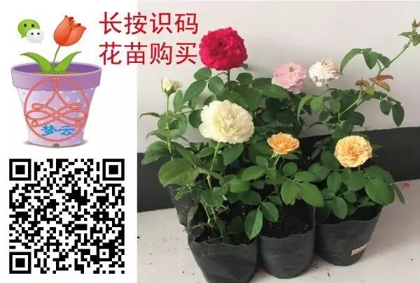 茉莉叶子为什么黄_茉莉叶黄怎么回事_茉莉花叶子发黄是怎么回事