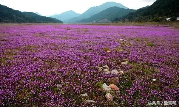 紫色花有哪些花种_紫色的花_紫色花的图片